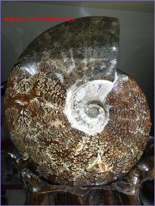 保真化石贝壳化石摆件强风水马达加斯加菊石发财玉化螺化石9.6斤