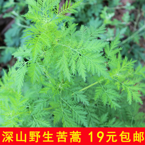 新鲜野生苦蒿驱蚊中草药清热下火青蒿茶克可日白蒿苦艾臭黄蒿包邮