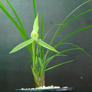 叶细如丝兰花春兰老品种丝兰白花浓香花卉盆栽叶子超细花色纯静