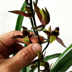 孔雀翎名贵兰花墨兰盆栽花卉苗黑花黄绿舌孔雀翎浓香新年开花