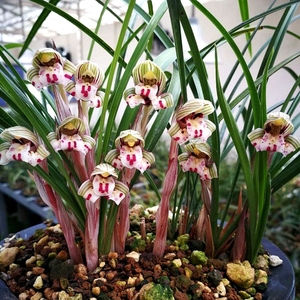 春兰珍蝶浓香老品种兰花苗花卉绿植盆栽阳台办公室