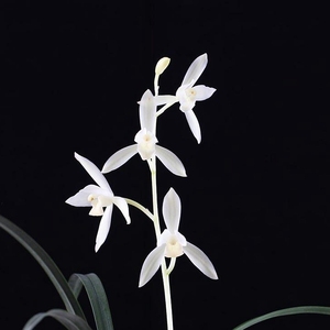 建兰雪白花无尘洁白无瑕素心兰花清香浓郁阳台客厅庭院花卉盆栽