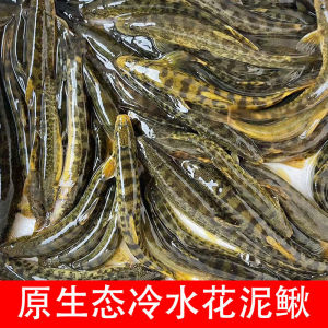 东北特产食用纯野生花泥鳅红尾花梨棒子鲜活速冻保温箱加冰袋