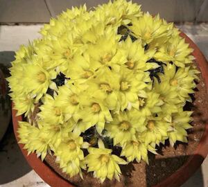 仙人球金星海王星 迷你多肉植物防辐射绿植盆栽