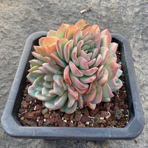 平头哥直播29号链接 群生老桩多肉植栽状态很好果冻色萌肉肉 轰动