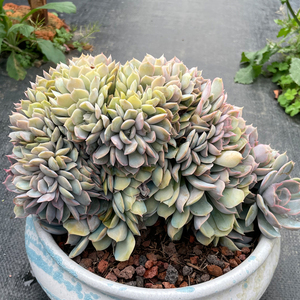 平头哥直播21号链接老桩多肉植栽状态很好果冻色萌肉肉菲欧娜缀
