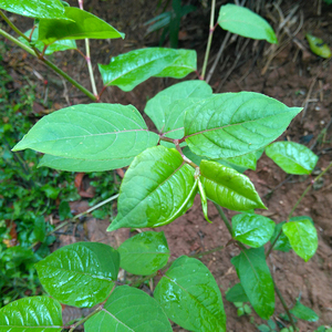 新鲜野生现挖虎杖茎叶苗花斑竹酸筒杆斑杖根川筋龙黄地榆中药材