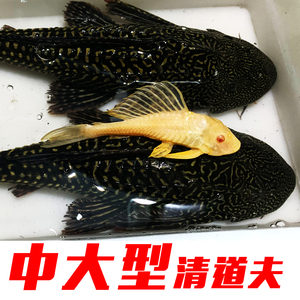 【清道夫蛋】清道夫蛋品牌,价格 - 阿里巴巴