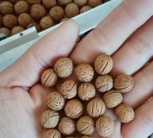 10毫米山桃核文玩精品核近正圆同树顺色顺纹盘红手串料佛珠料包邮