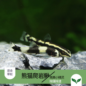 优鱼自然水族馆黑白熊猫鳅熊猫鳅原爬岩吸鳅草缸除涡虫观赏鱼活体