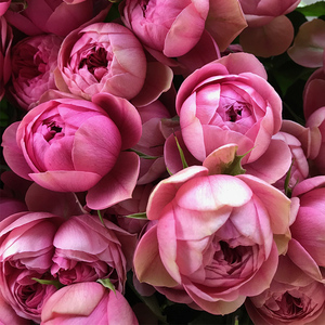 天狼月季 枫叶玫瑰2.5升盆栽多季灌木庭院花园植物观赏性花卉