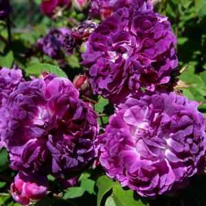 【黎塞留主教月季】黎塞留主教月季品牌,价格 - 阿里巴巴