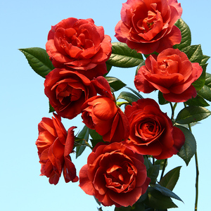 天狼月季 火热巧克力2.5升盆栽多季庭院露台丰花易养观赏性植物花