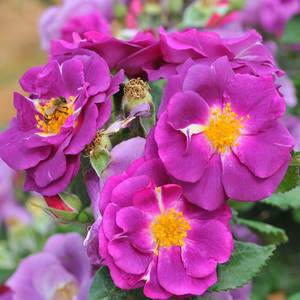 天狼月季蓝色狂想曲2.5升盆栽多季簇花灌木庭院露台盆栽地栽