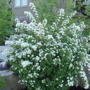 天狼 绣线菊 喷雪花 喜光易养护庭院花园观赏性植物花卉盆栽苗