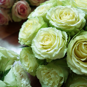 【凌波月季】凌波月季品牌,价格 - 阿里巴巴