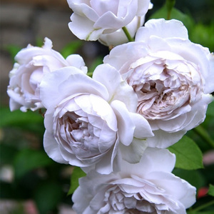 天狼月季 灰熊2.5升盆栽庭院露台多季灌木观赏性植物玫瑰花卉盆栽