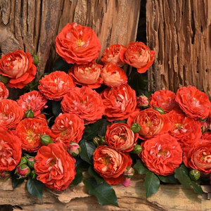 天狼月季卡门2.5升盆栽庭院露台拱门花架攀援植物玫瑰花卉