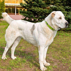 中亚牧羊犬巨型大型