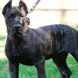 加纳利犬活体虎斑西班牙獒犬斗犬加纳利纯种幼犬铁面猛犬加纳利狗