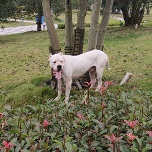 杜高犬幼犬 纯种杜高犬活体猎犬阿根廷杜高犬狩猎犬巨型护卫犬