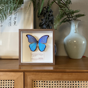 包邮真蝴蝶标本相框摆件干花植物装饰画挂墙科普知识礼物创意复古
