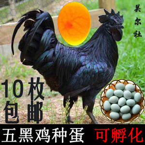 原种五黑鸡种蛋可孵化纯种五黑一绿乌骨鸡受精蛋五黑凤乌鸡蛋