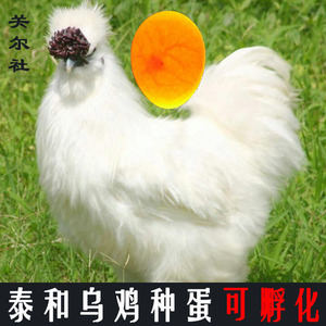 纯种泰和乌鸡种蛋可孵化江西白凤乌骨鸡竹丝鸡蛋丝毛鸡受精蛋