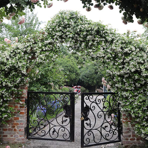 风车茉莉 银丝茉莉花苗大苗庭院别墅阳台楼顶爬藤攀援花卉植物