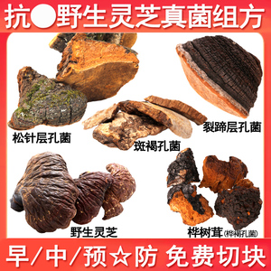 长白山野生灵芝桑黄白桦茸桦褐孔菌松针层孔菌斑褐裂蹄层孔菌组合