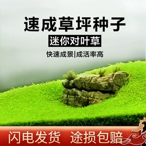 种子鱼缸水草植物活体造景前景装饰亚马逊水草泥小对叶水草籽27人付款