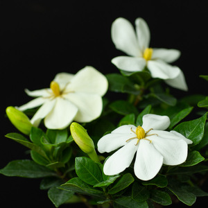 促销一寸法师栀子花小品素材扦插花果盆栽苗家庭花卉绿植林夕盆景