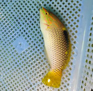 轩然水族 海水生物 海水观赏鱼 隆头科鱼 黄花龙