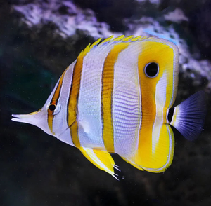 三间火箭海水鱼