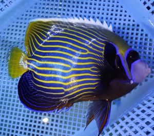 轩然水族 海水生物 海水观赏鱼 大仙鱼 皇后神仙