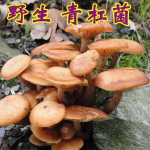 特产野生菌青杠菌250g山珍干货青冈菌老鹰菌鸡丝菌蘑菇食用菌煲汤
