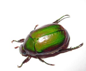 蝶语 中华弧丽金龟标本 真昆虫学生科教标本 自然科学