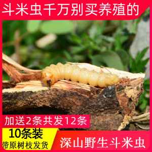 斗米虫野生云实蛀虫鸟不踏刺虫阎王刺虫带树枝10条活营养药材正品