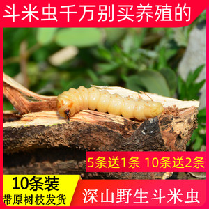 斗米虫野生云实蛀虫鸟不踏刺虫阎王刺虫带树枝50条活营养药材正品