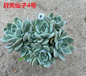 紫月多肉 月亮仙子 多肉植物 一物一拍 4月12日上架