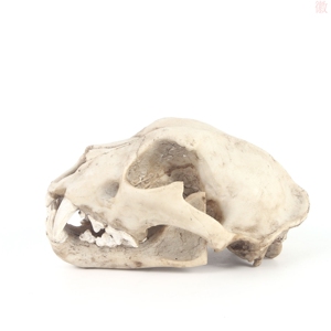 雪豹头骨树脂家居摆件树脂骷髅头模型动物头骨动物园科普教学标本