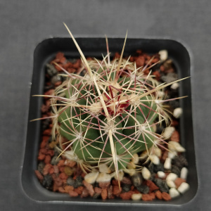 五彩大统领 瘤玉球属 实生仙人球 一物一拍