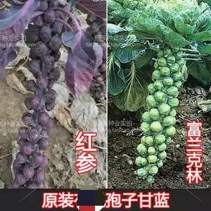 紫进口孢子甘蓝菜种子种籽甘兰抱子蔬菜种孑四季盆栽籽苗阳台秋季
