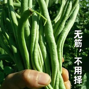 寿光超级架豆王四季豆长豆角芸扁眉无架豆春季盆栽蔬菜种子籽孑