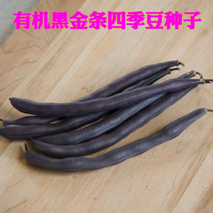 有机黑金条四季豆种子 地豆无筋黑紫菜豆角种子豇豆种子蔬菜种子