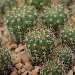 实生红花青王丸notocactus ottonis南国玉属仙人球非黑王丸岩牡丹