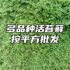 鲜活苔藓日式庭院枯山水园林微景观大灰藓植物墙盆栽绿植铺面青苔
