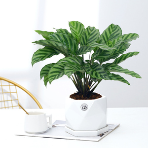 心森岚翠叶竹芋好养水培植物室内彩虹盆栽客厅办公室桌面水养花卉