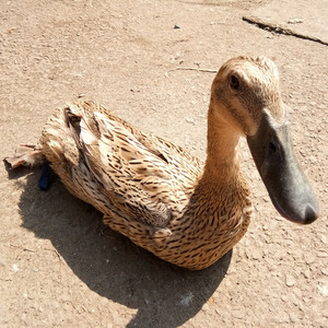 苏北1年草鸭土鸭子农家散养鸭子麻鸭水鸭子新鲜鸭汤当天现杀鸭肉