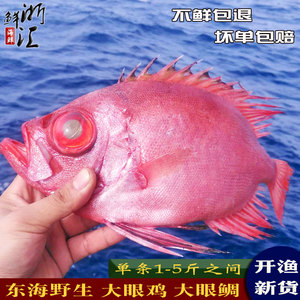 浙鲜汇深海野生鲜活大眼鸡鱼海捕活冻大眼鲷新鲜红眼鱼海鲜水产品